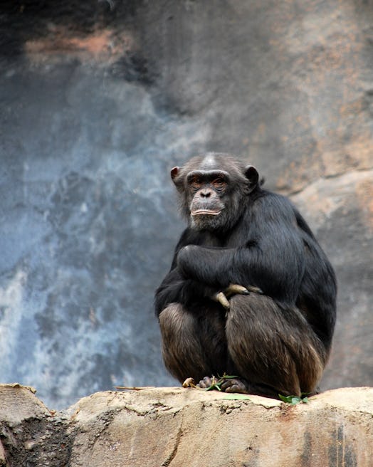 Chimpanzee