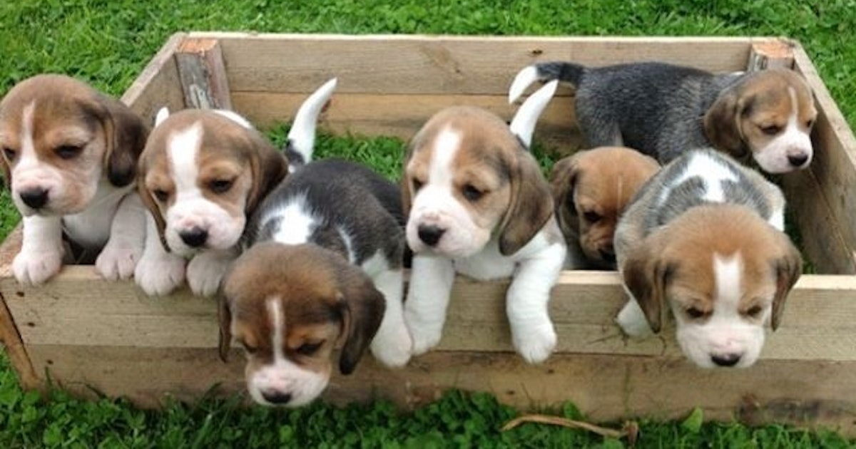 13 Must-have Accessories for a Beagle Puppy - Beagle Care