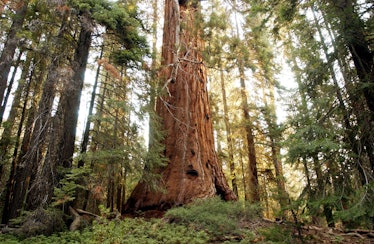 A giant sequoia
