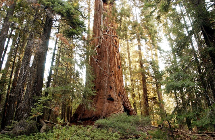 A giant sequoia