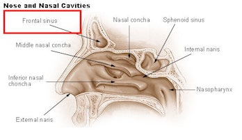 frontal sinus