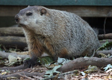 Groundhog