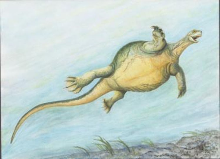Illustration showing what Eorhynchochelys would have looked like in life, which is to say very pleas...