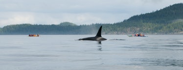 johnstone strait whales 