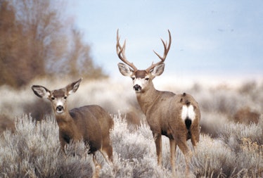 mule deer