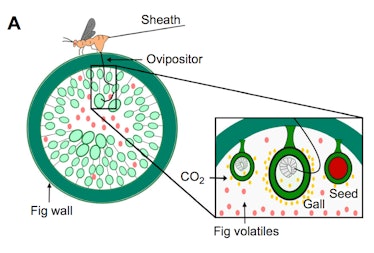 fig wasp diagram