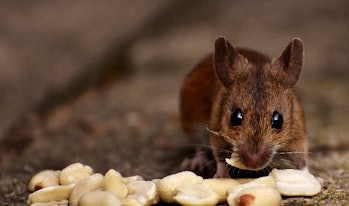 lab mouse diet obesity