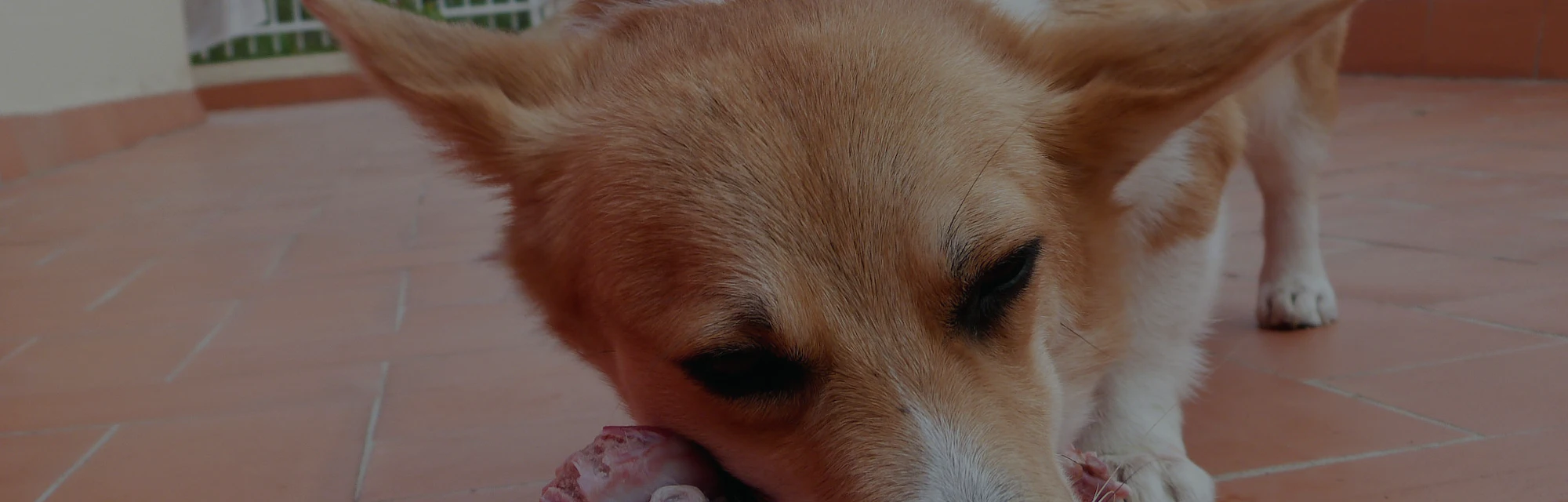 Beautiful view of Raw Meat Diet For Sensitive Breed Puppies Aussiedor