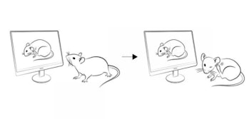 When researchers showed a mouse a video of another mouse scratching, the live mouse began scratching...