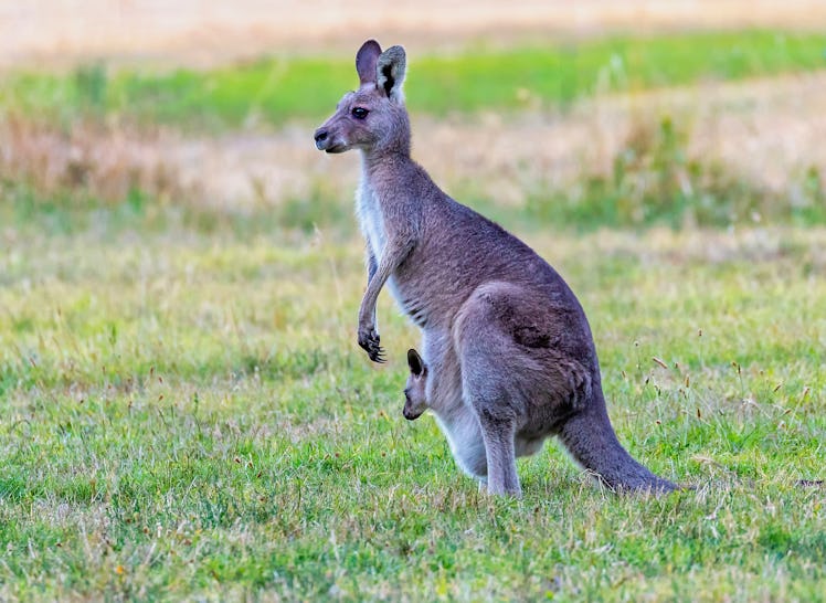 Kangaroo: ripe for cultured meat?