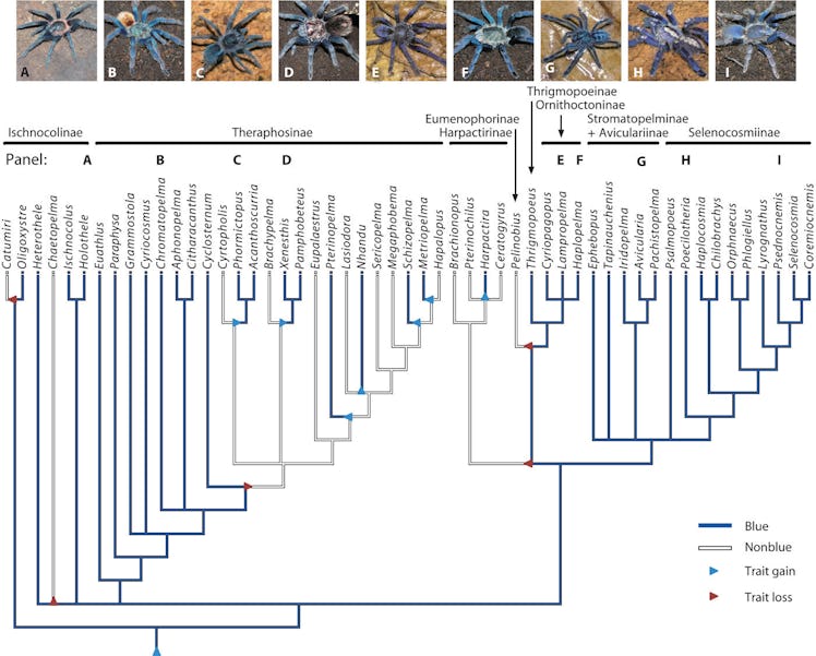 A Phylogenetic tree of how scientists looked at 53 genera of tarantula 