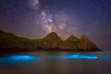 Wales bioluminescent plankton