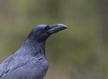 Raven in the rain