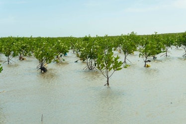 mangroves 