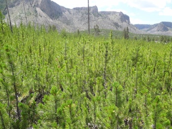 Post-1988 young lodgepole pine forests, photographed in 2014.