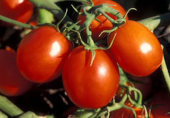 tomates