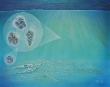 The three hair-covered forms (left) represent species of plankton found inside the crater.