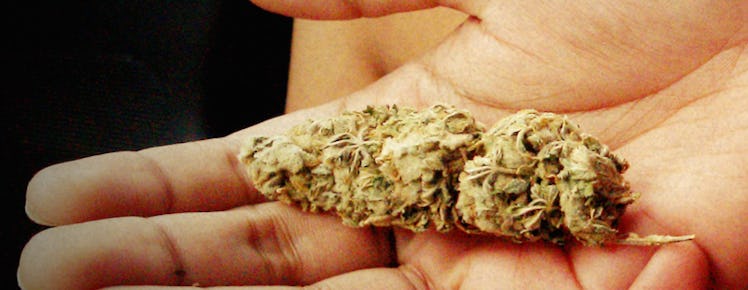 A hand holding a cannabis plant