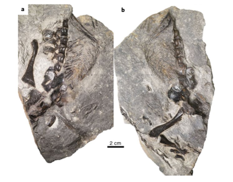 fossil parents