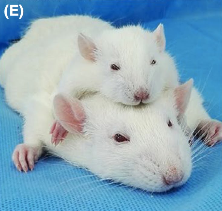This Double-Headed Rat Is the Future of Head Transplant Science