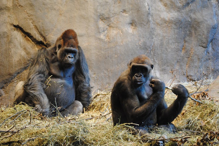 Two apes relaxing