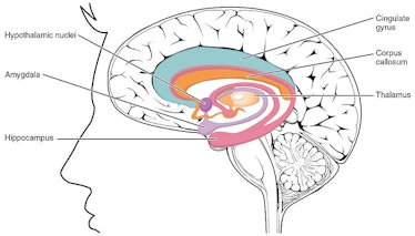 amygdala, brain