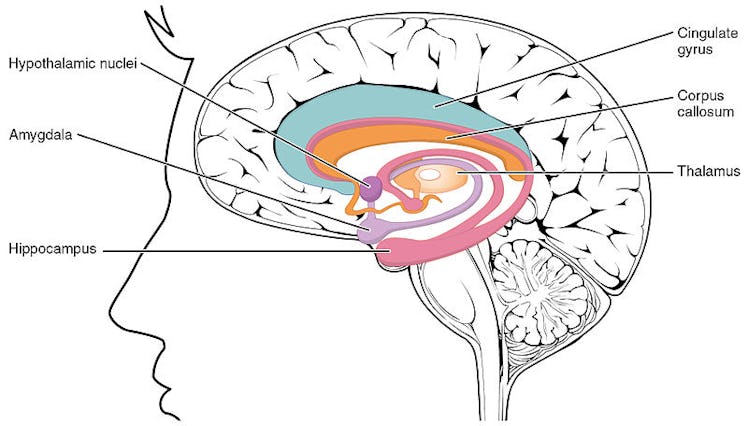 amygdala, brain