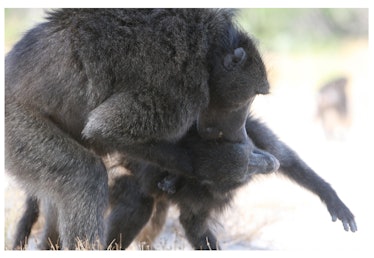 baboon sexual intimidation