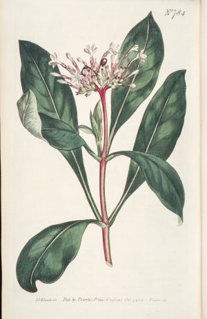 indian-snakeroot-study-reveals-how-plants-get-us-high