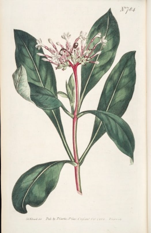 Indian Snakeroot Study Reveals How Plants Get Us High indian-snakeroot-study-reveals-how-plants-get-us-high