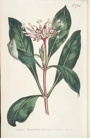 Indian Snakeroot Study Reveals How Plants Get Us High