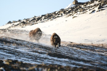 Meet the Scientist in the Polar Bear Suit Chasing Muskoxen Across the ...