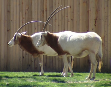 Scimitar-horned Oryx are currently extinct in the wild