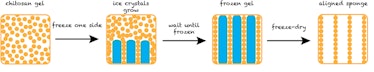 The simplified process for creating a chitosan sponge with aligned pores.