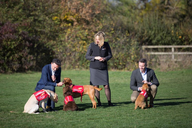 malaria sniffing dogs