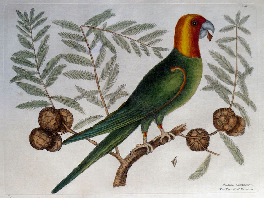 Old Bone Links Lost American Parrot to Ancient Indigenous Bird Trade, Jackson School of Geosciences
