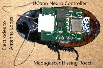robots cockroaches 