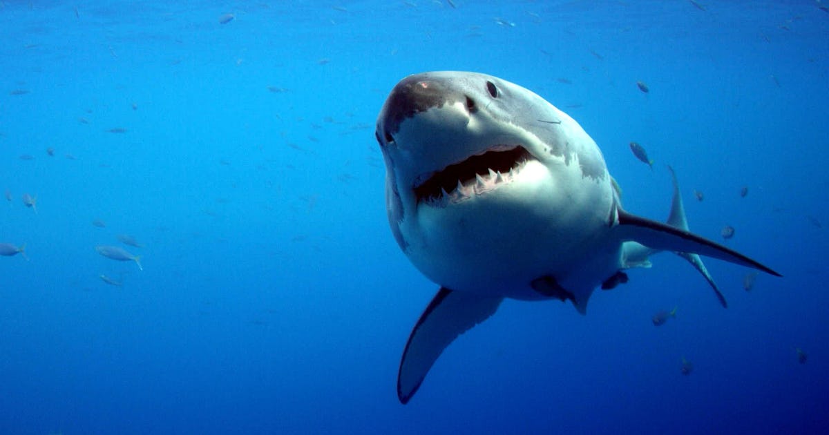 Shark Week 18 Great White Shark Nursery Is Terrifying But Kinda Cute Shark Week 18 Great White Shark Nursery Is Terrifying But Kinda Cute