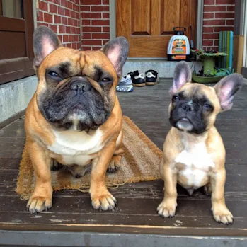 How Healthy Are French Bulldogs New Study Cautions Potential Owners