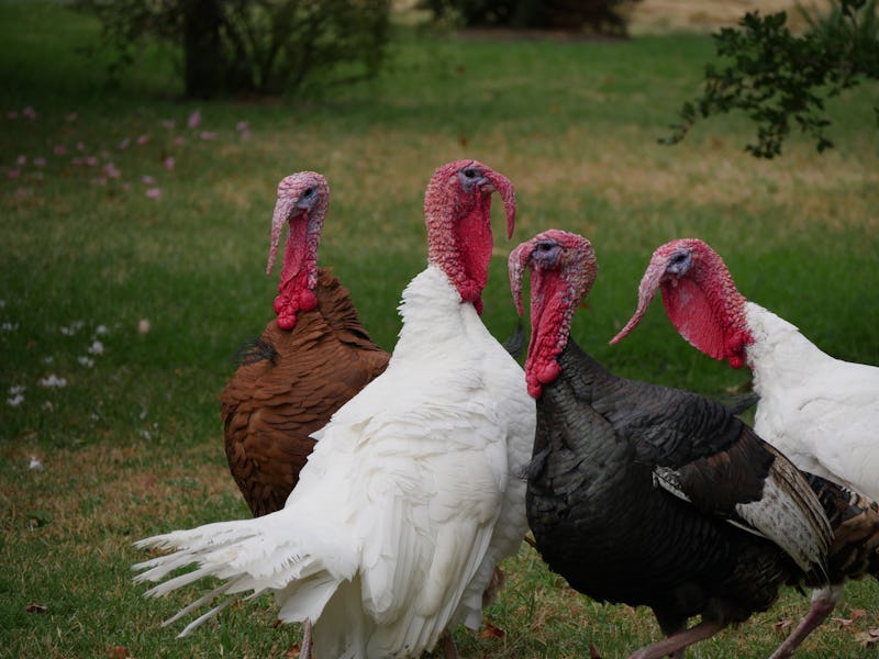 A black, brown and two white turkeys standing in a field
