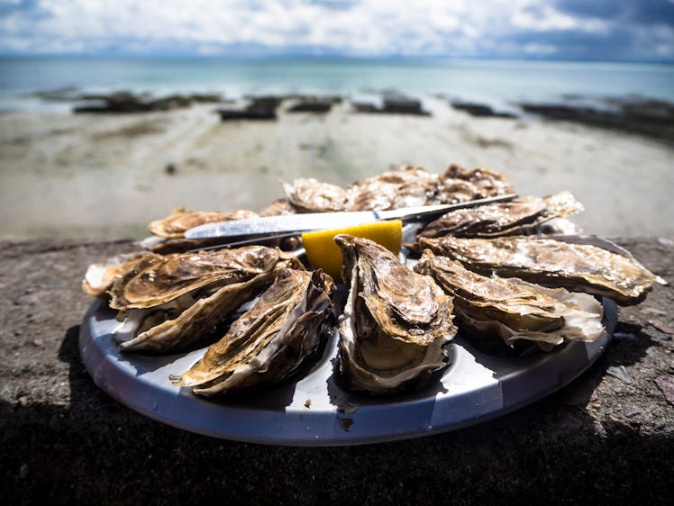 oysters 