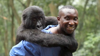 Rangers risk their lives to save gorillas in a national park.