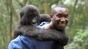 Rangers risk their lives to save gorillas in a national park.