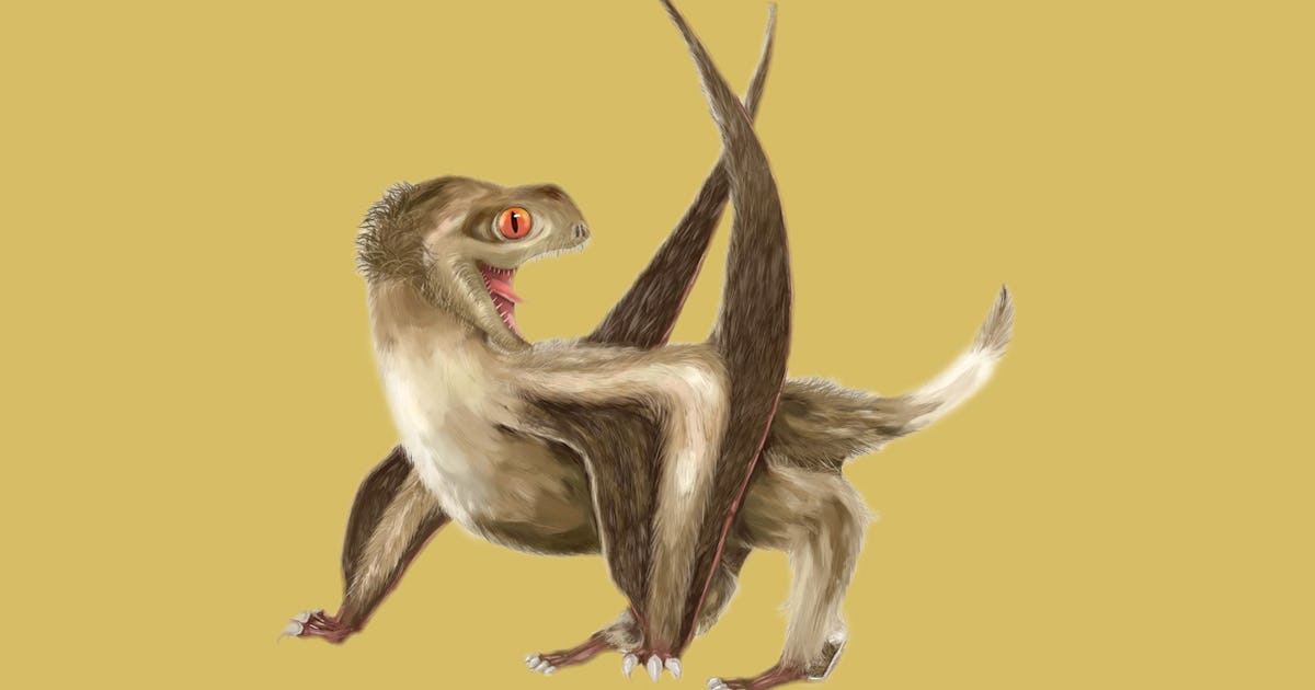 Pterosaur Study Pushes Back The Origin Of Feathers By 70 Million Years pterosaur-study-pushes-back-the-origin-of-feathers-by-70-million-years