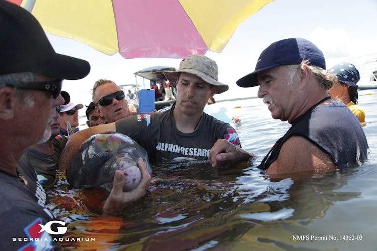 Members of the Health and Environment Risk Assessment (HERA) project examine a dolphin.