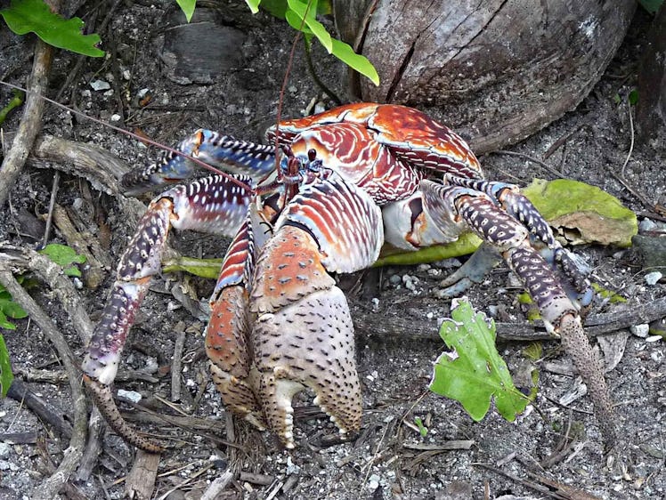 Coconut crab killer crab Amelia Earhart forensic dogs