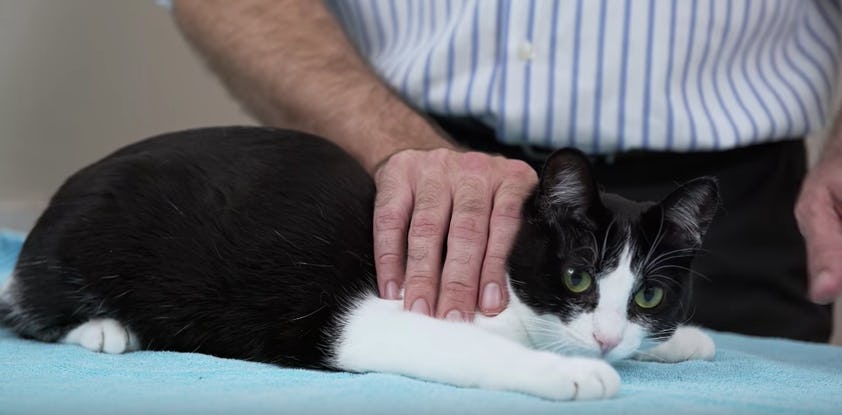 vancouver vet squish that cat merch vancouver vet squish that cat merch