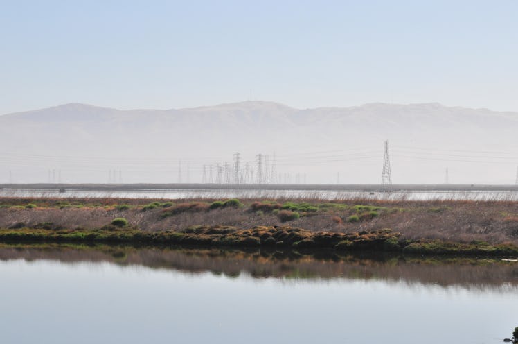 This unique wetland is just a bit north of Google's headquarters. There were birds everywhere, but o...