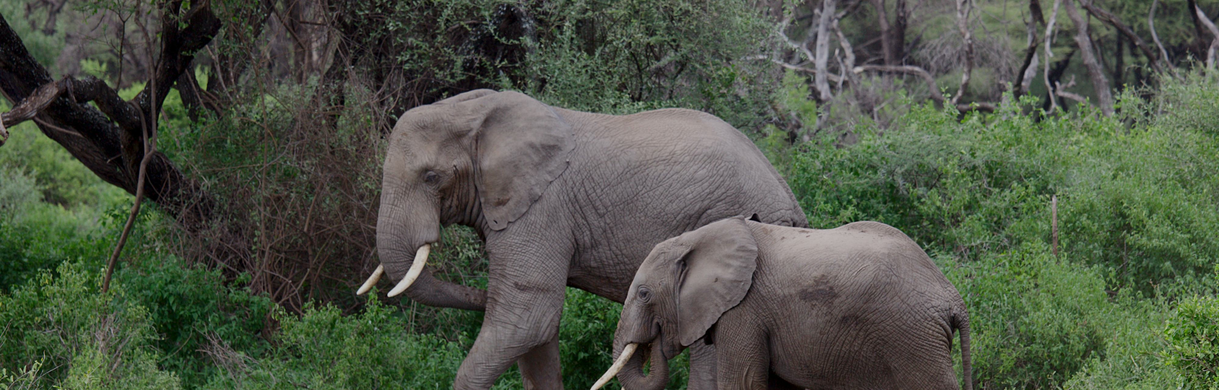 In the Future Paper Will be Made Out of Elephant and Cow Poop In the Future Paper Will be Made Out of Elephant and Cow Poop