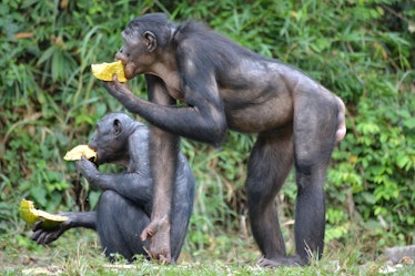 Two bonobos sharing their meal